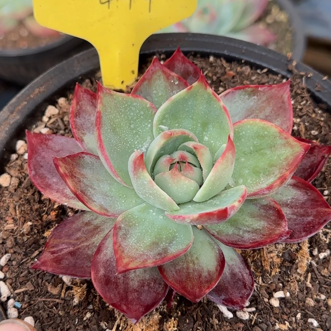 惊鸿一物一拍包装收缩花旱444