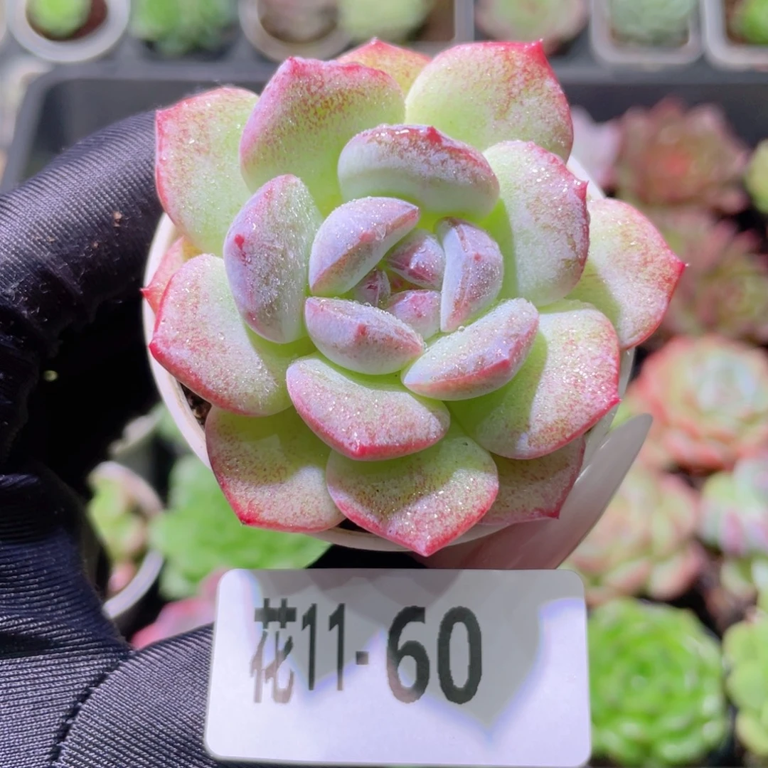 花利美11-60新品单头