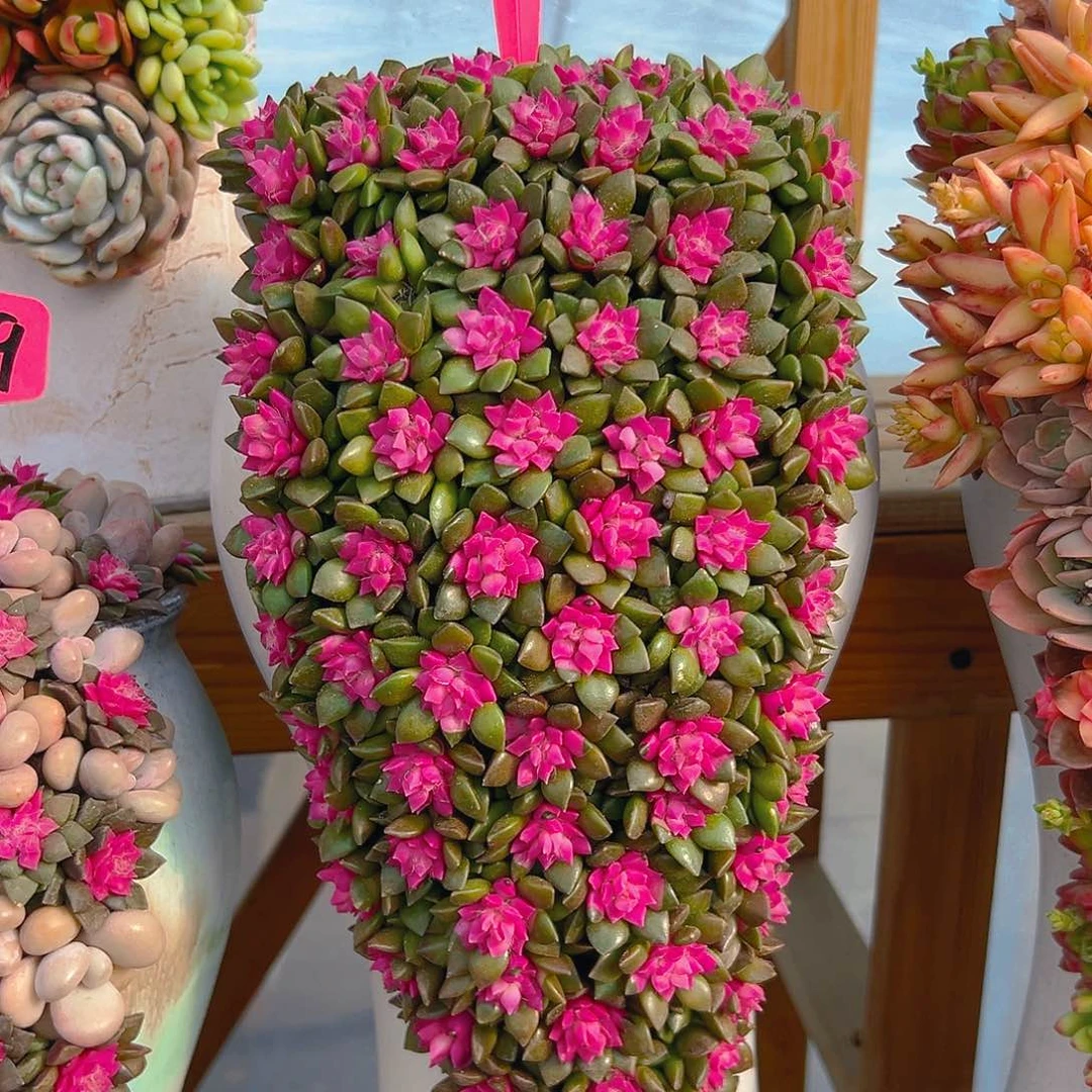 116月紫气东来多肉组合