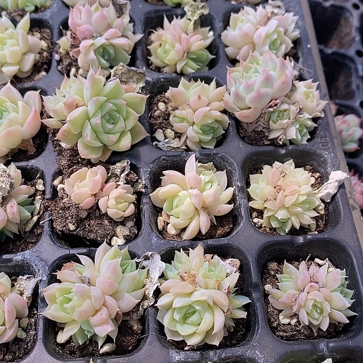 185 多肉植物盆栽花卉
