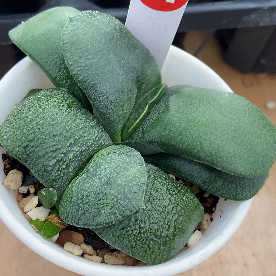 482卧牛实生带盆发货