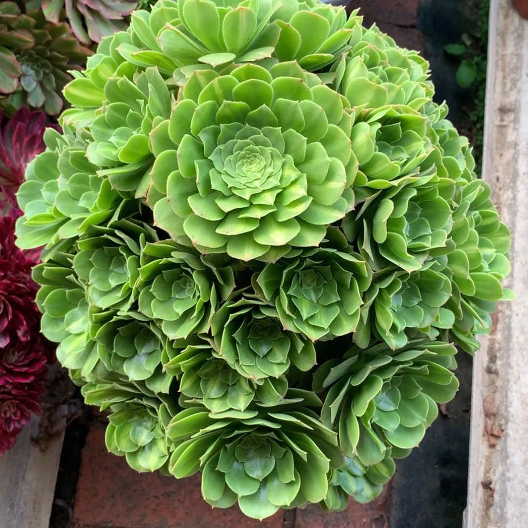 琉璃绿玫瑰，多肉植物