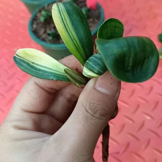 特色花卉君子兰小苗君