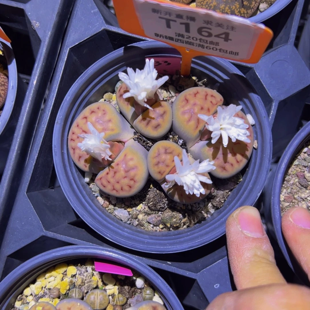 静***音164 一物一拍，默认有伤，介意勿拍，不退不换