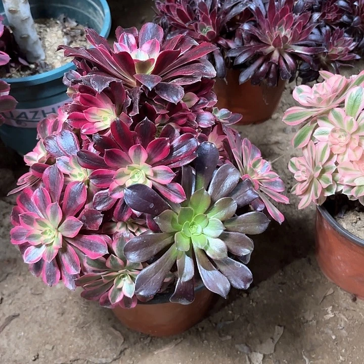 姚**@多肉植物美杜莎57