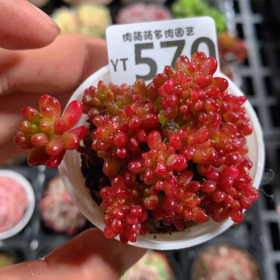 5CM拇指盆精控多肉YT570
