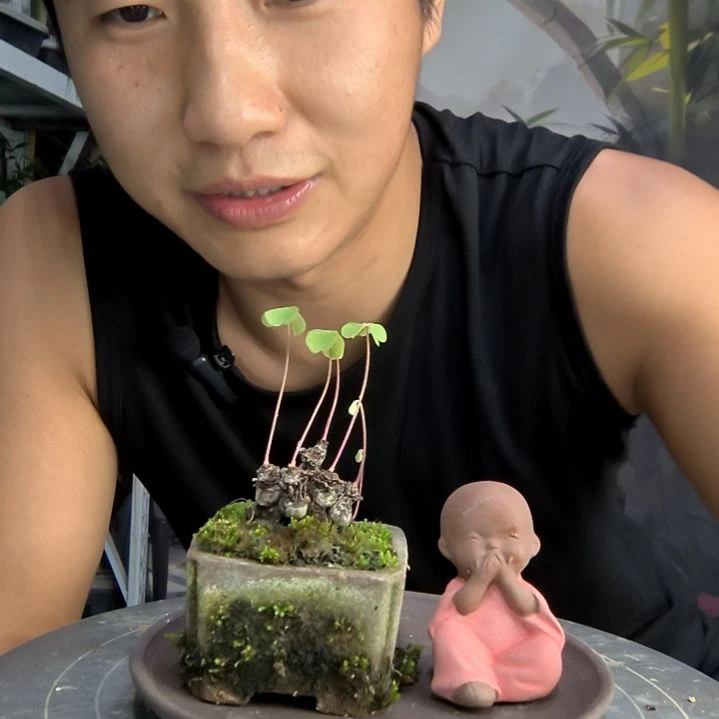 小*中青园艺一物一拍252