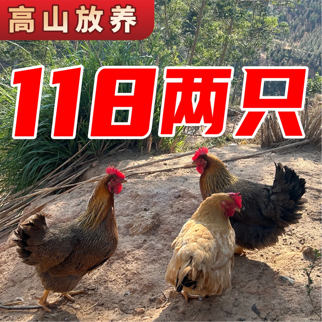 【活发】广宁高山凤凰麻鸡 散养180天 两只装（6-6.5斤）