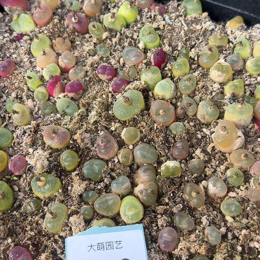 0000140量拍毛汉尼10颗