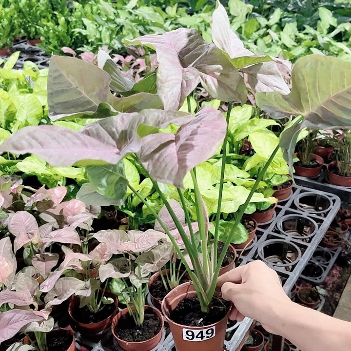 完全开放949 糖果合果芋