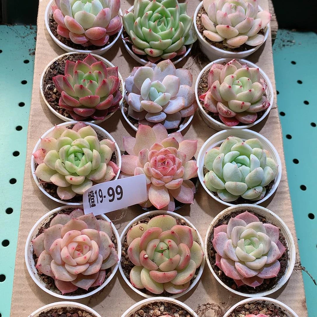 19-99一物一拍带盆18颗。