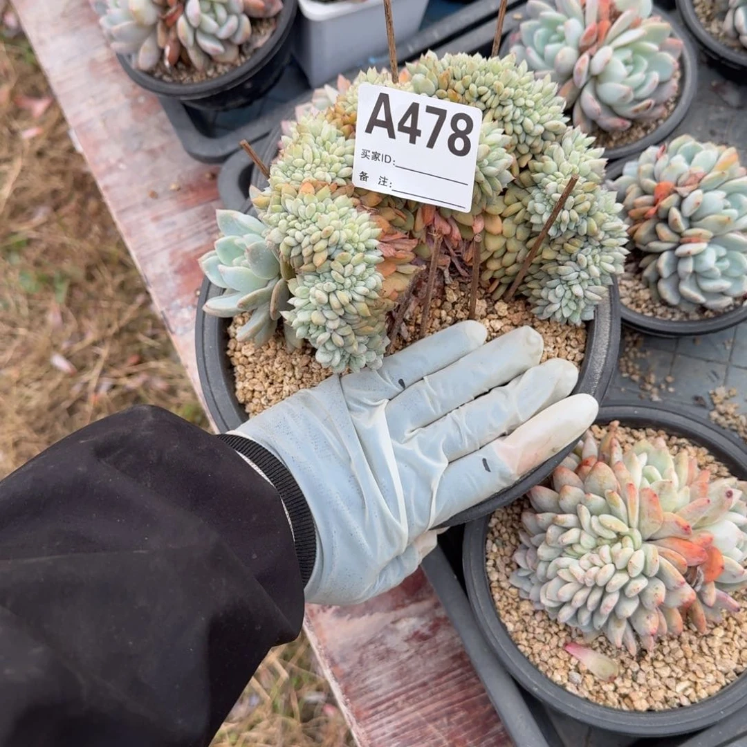 胸花盘龙树缀呀呀呀