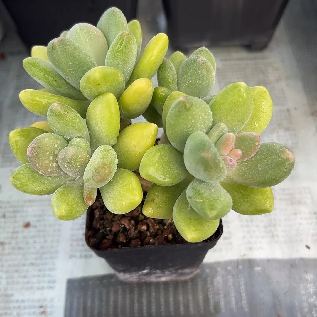 Kk美人一物一拍多肉植物