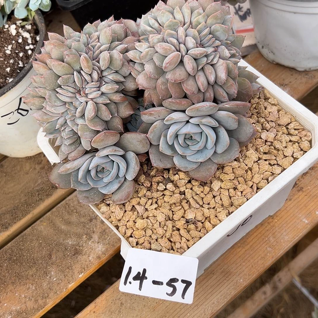 随***走1.4-57提拉米苏缀多肉植物