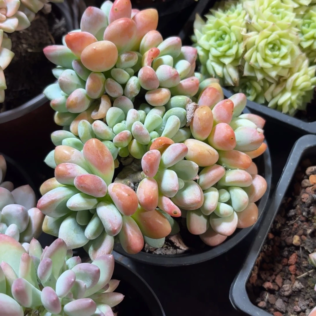 香水洛神多肉11㎝盆整群