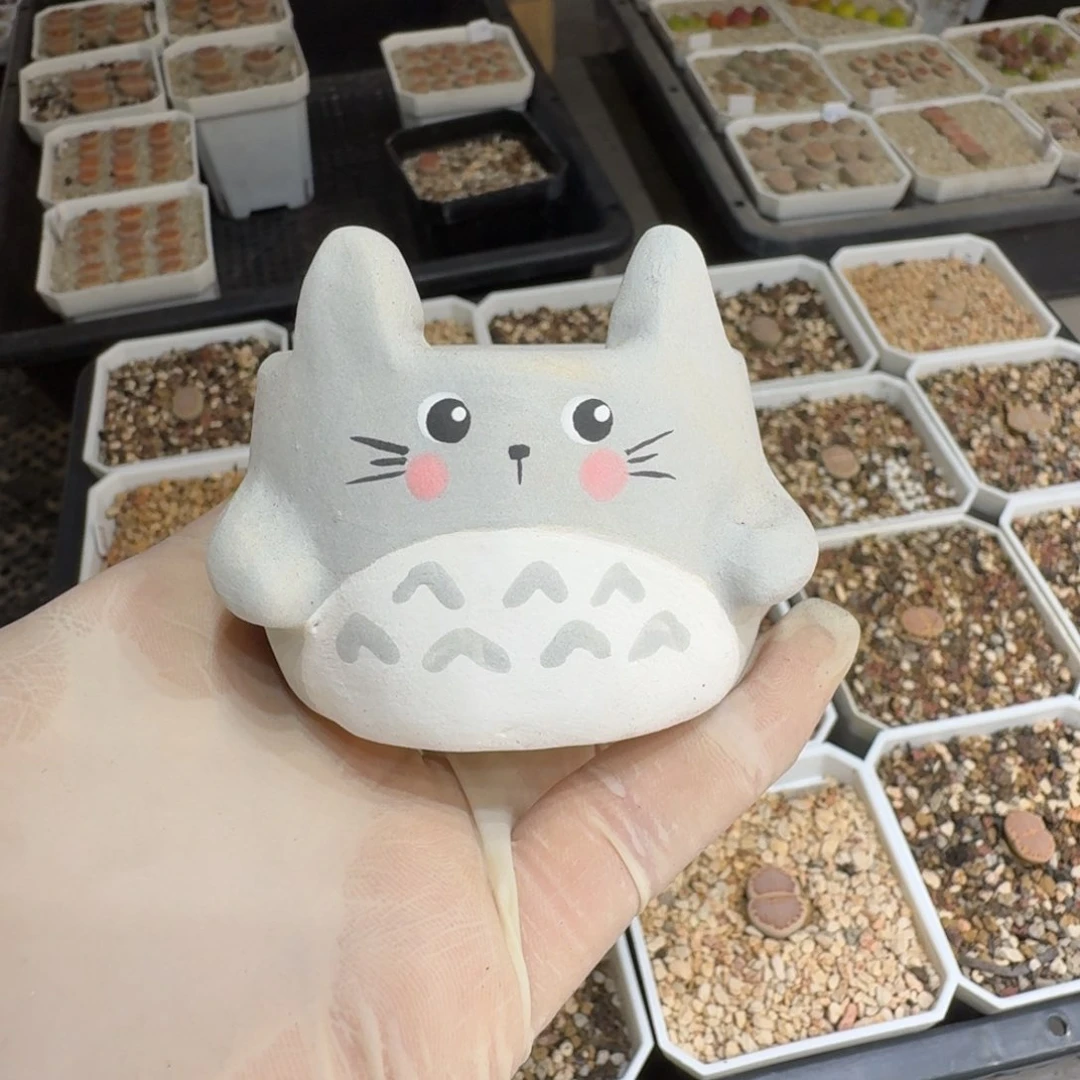 可***猫0526-43盆盆盆