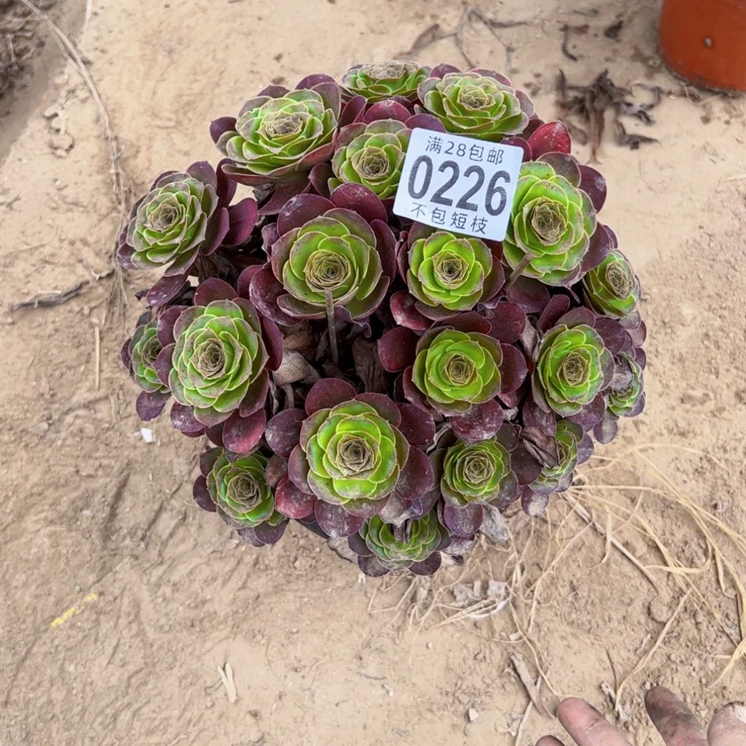 0226多肉植物玫瑰法师