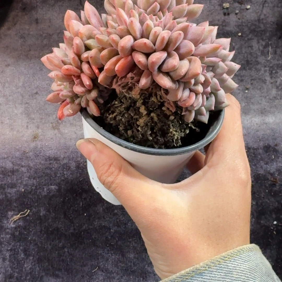 爱丽儿缀化一物一拍