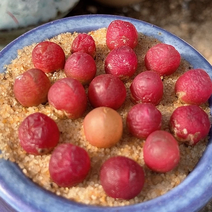 吕氏甜杏sp一颗   买2送1