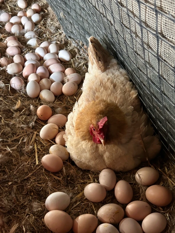 河堆林地散养草鸡蛋笨鸡蛋土鸡蛋30枚