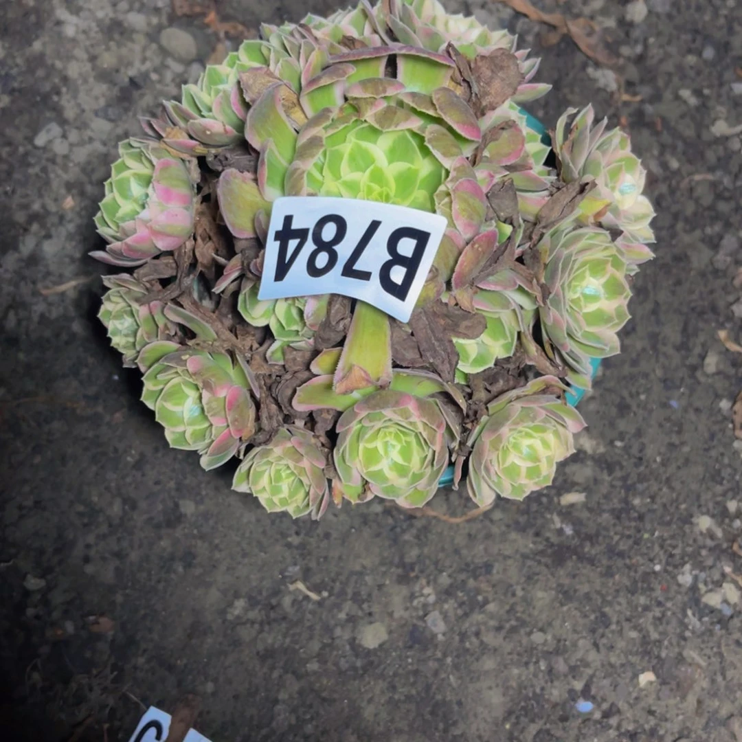 孔雀翎法师16//47包邮