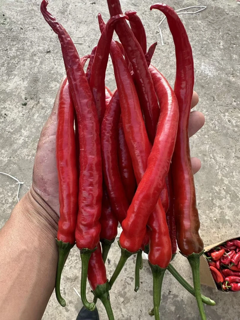 （干部助农代购)线椒  二荆条 红辣椒 小辣椒