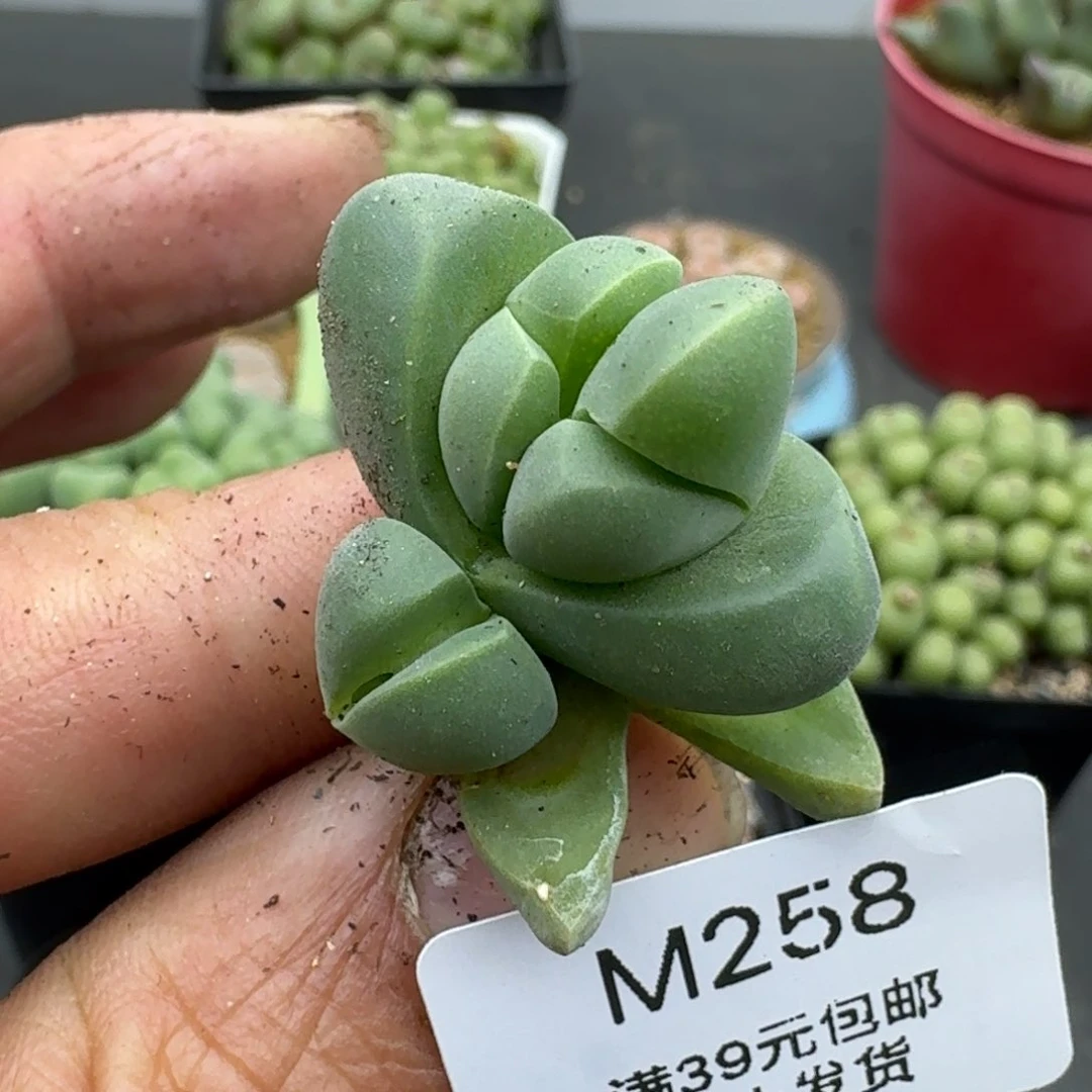 258多肉哈哈哈哈哈哈