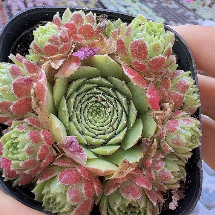 爱德华带盆19包邮多肉