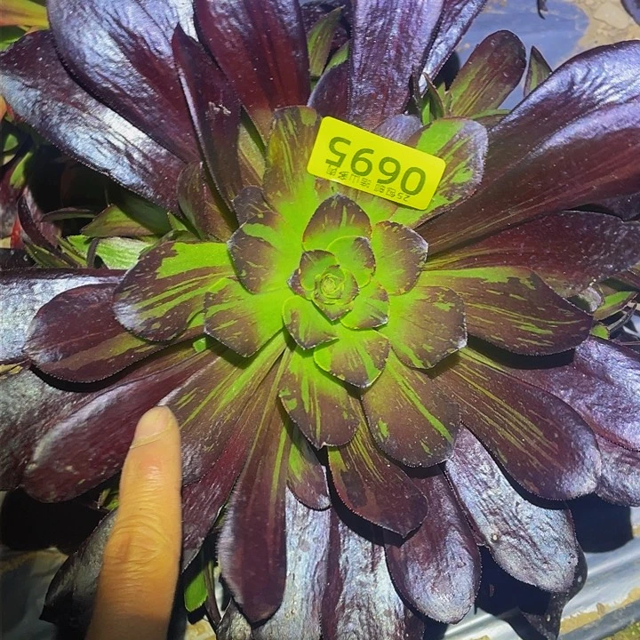 06695欧若拉多肉植物