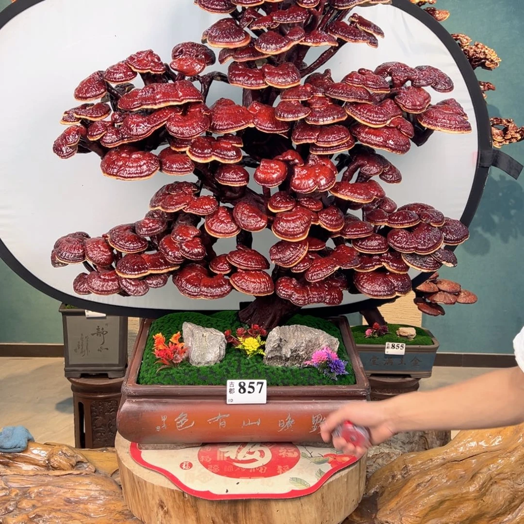 无花朵8686688668688686