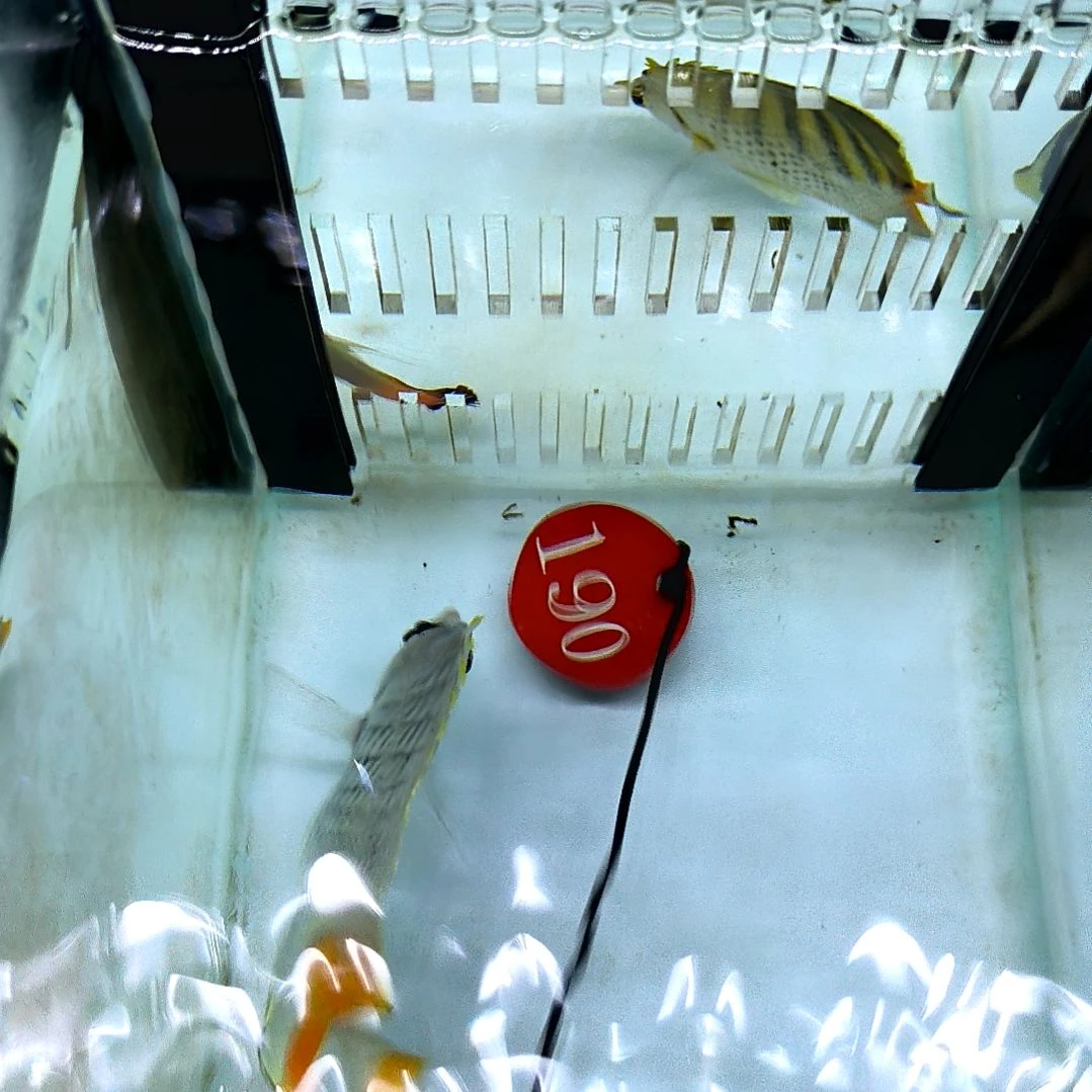 海水鱼橙尾蝶9+/10-104-190