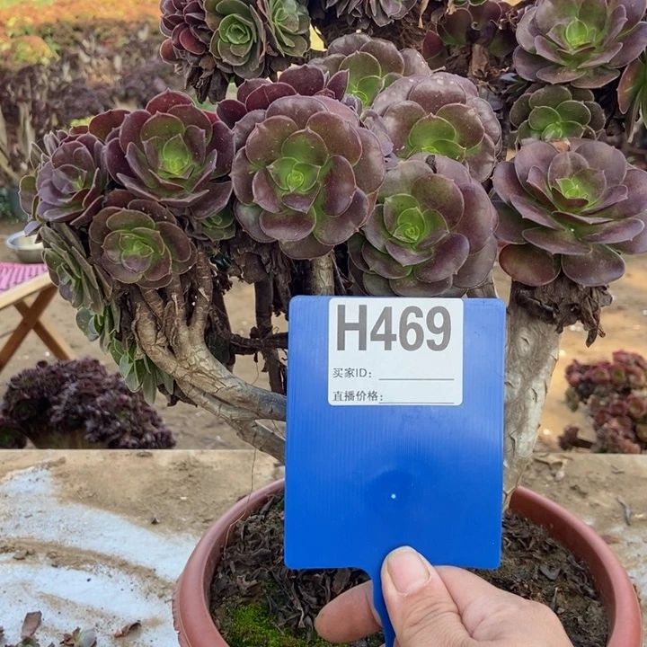 小***阳469欧紫锥化老桩老桩