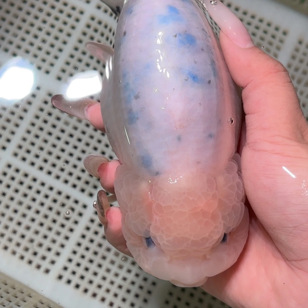 好***觉金鱼拍包装包邮，不拍包装运费到付