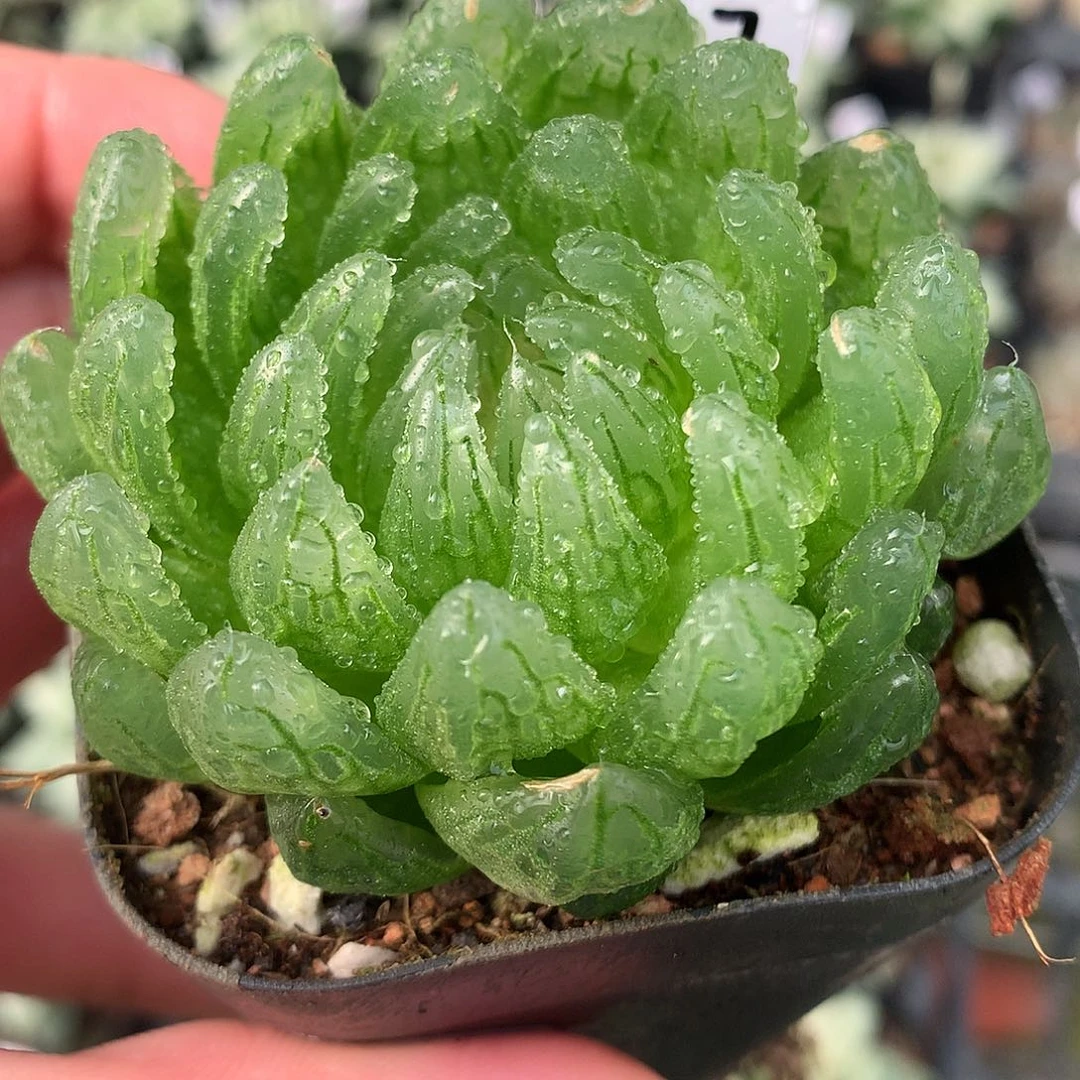 17号樱变女神玉露