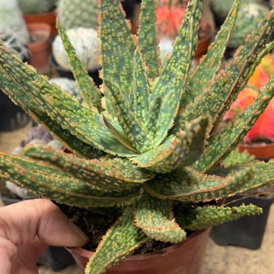 完全开放实生圣诞芦荟