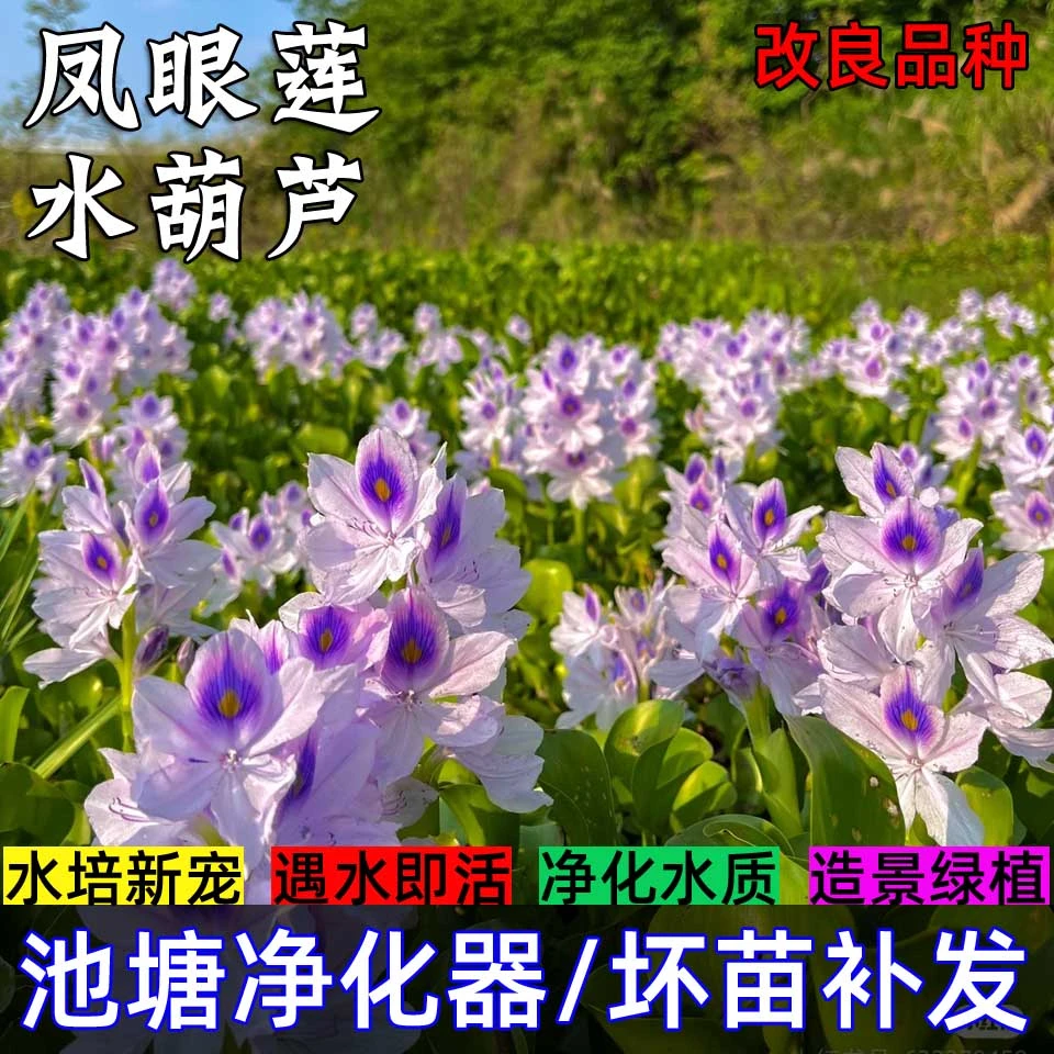 凤眼莲水葫芦会开花的水培绿植鱼缸造景池塘净化水质很好养的植物
