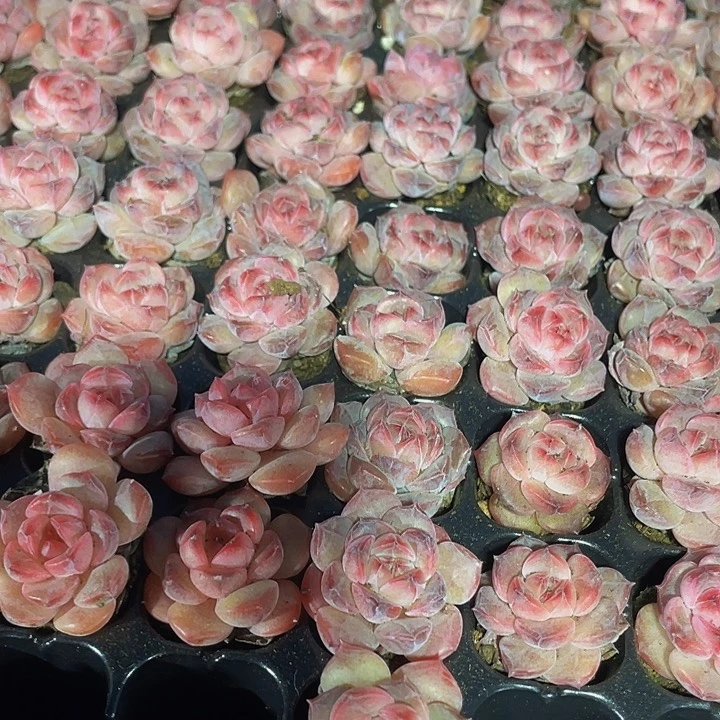 小红钻1元带土发