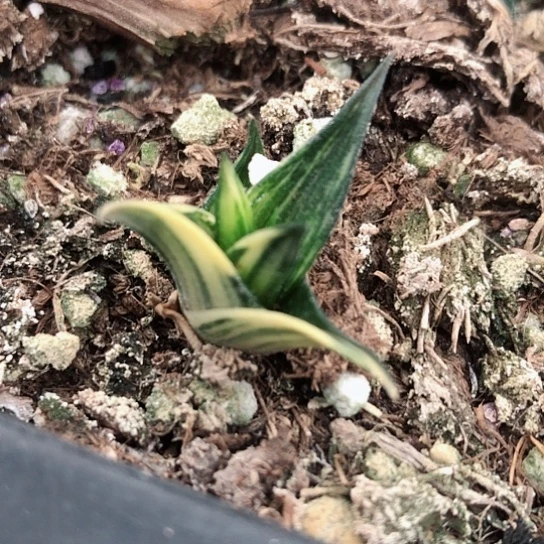 三角龙城锦硬叶多肉