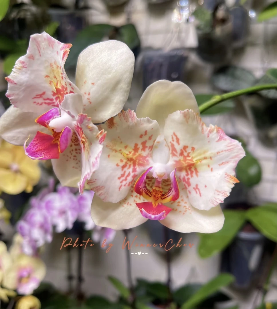 【花间集】麒麟蝴蝶兰不带剑3.5寸加高加大苗子包对版高颜值稀缺