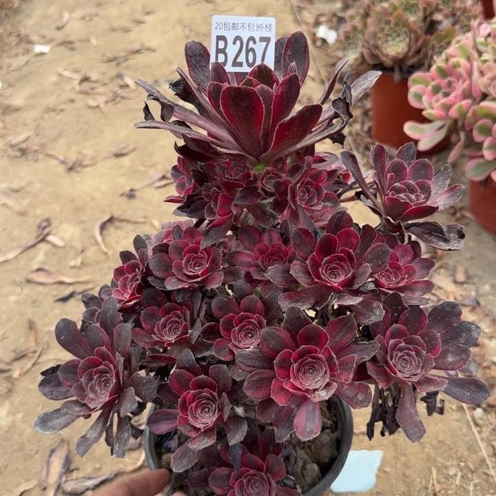 丽娜……多肉植物……