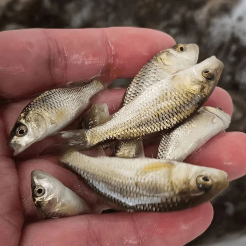 鲤鱼苗直发鱼苗活殖活渔场特大鱼塘活邮包淡水养好稻田鲤鱼养耐