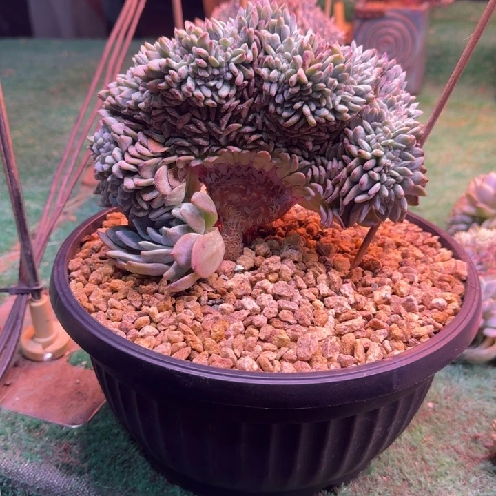 星影树缀无砍多肉