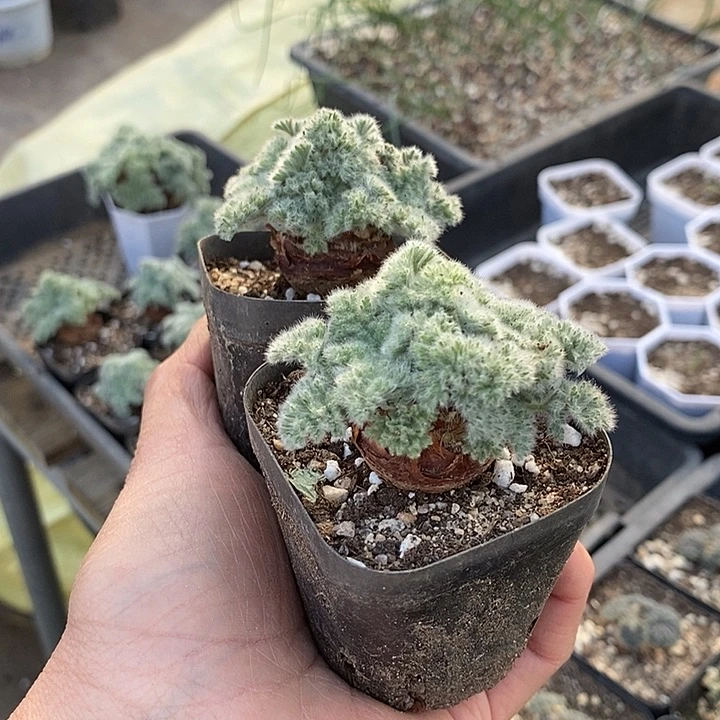 羽叶洋葵一一一一一一一下播福利