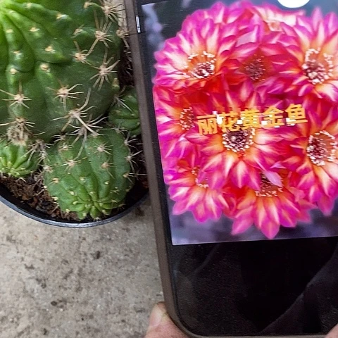 黄金鱼丽花，2679900