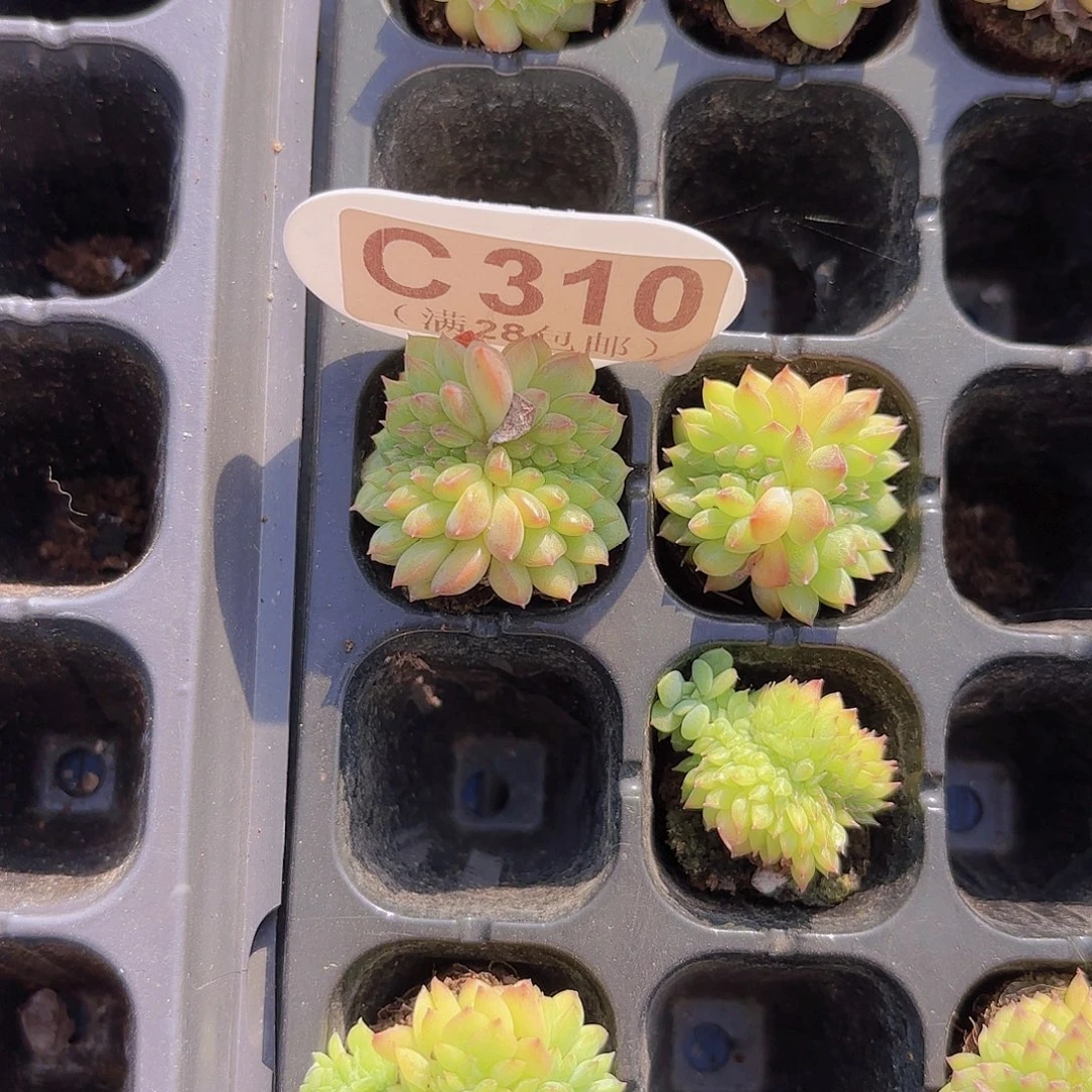 C310甘露缀一物一拍