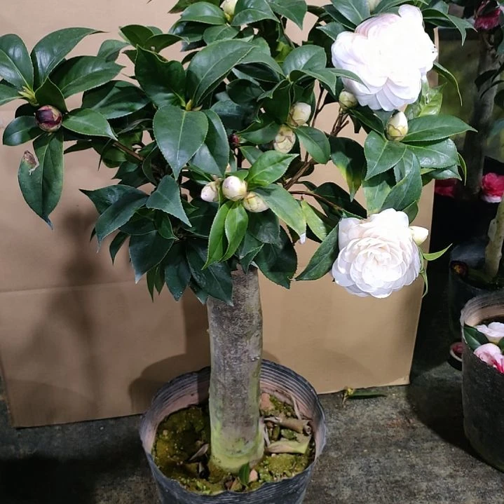 214墨川，白虎，原盆原土发货