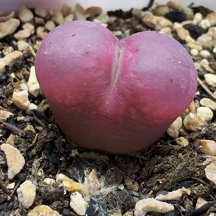 老马生石花2.2吕红2452