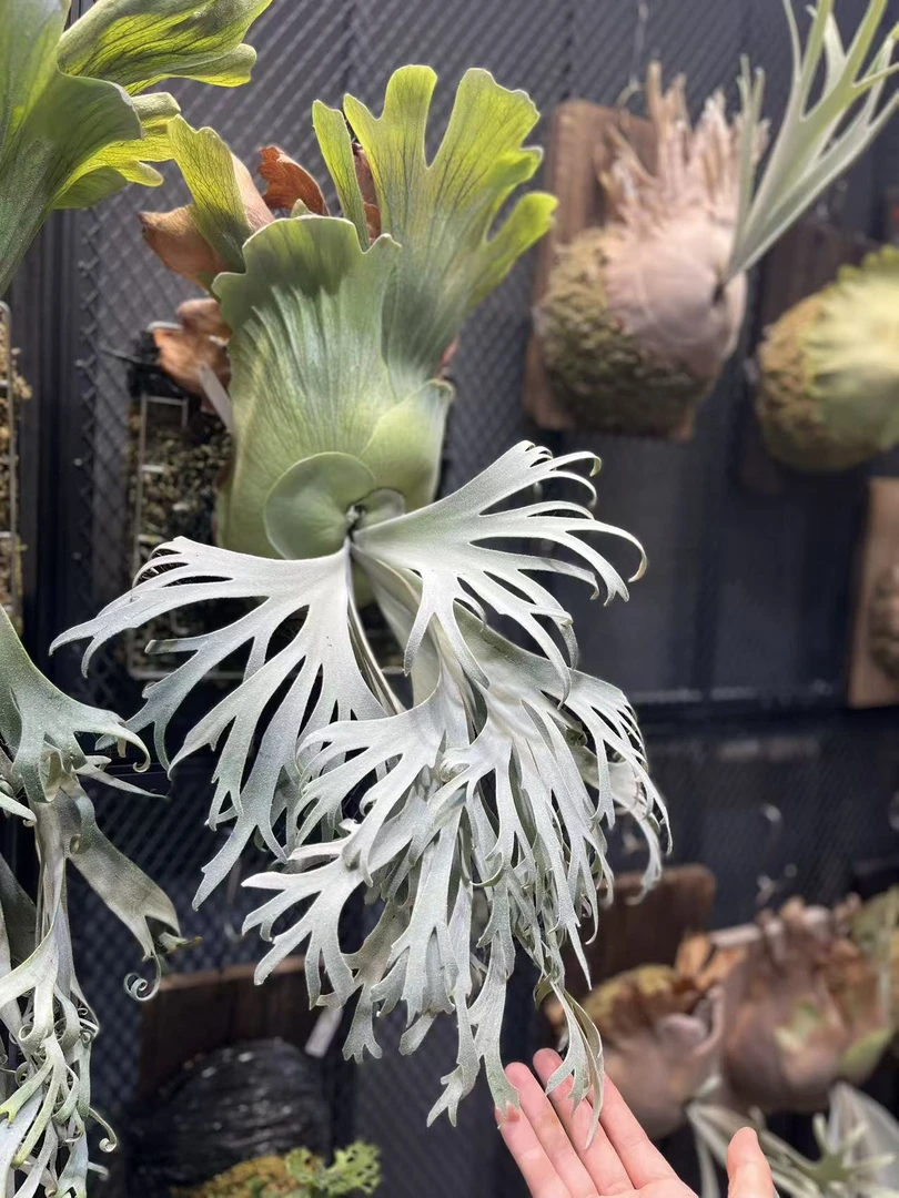 月光鹿角蕨侧芽台月