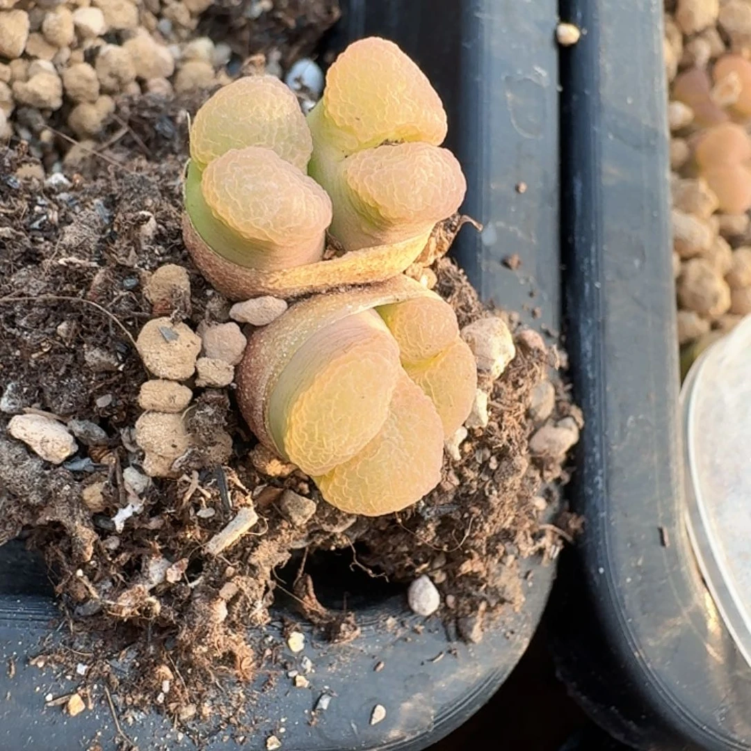 多肉植物多肉植物94