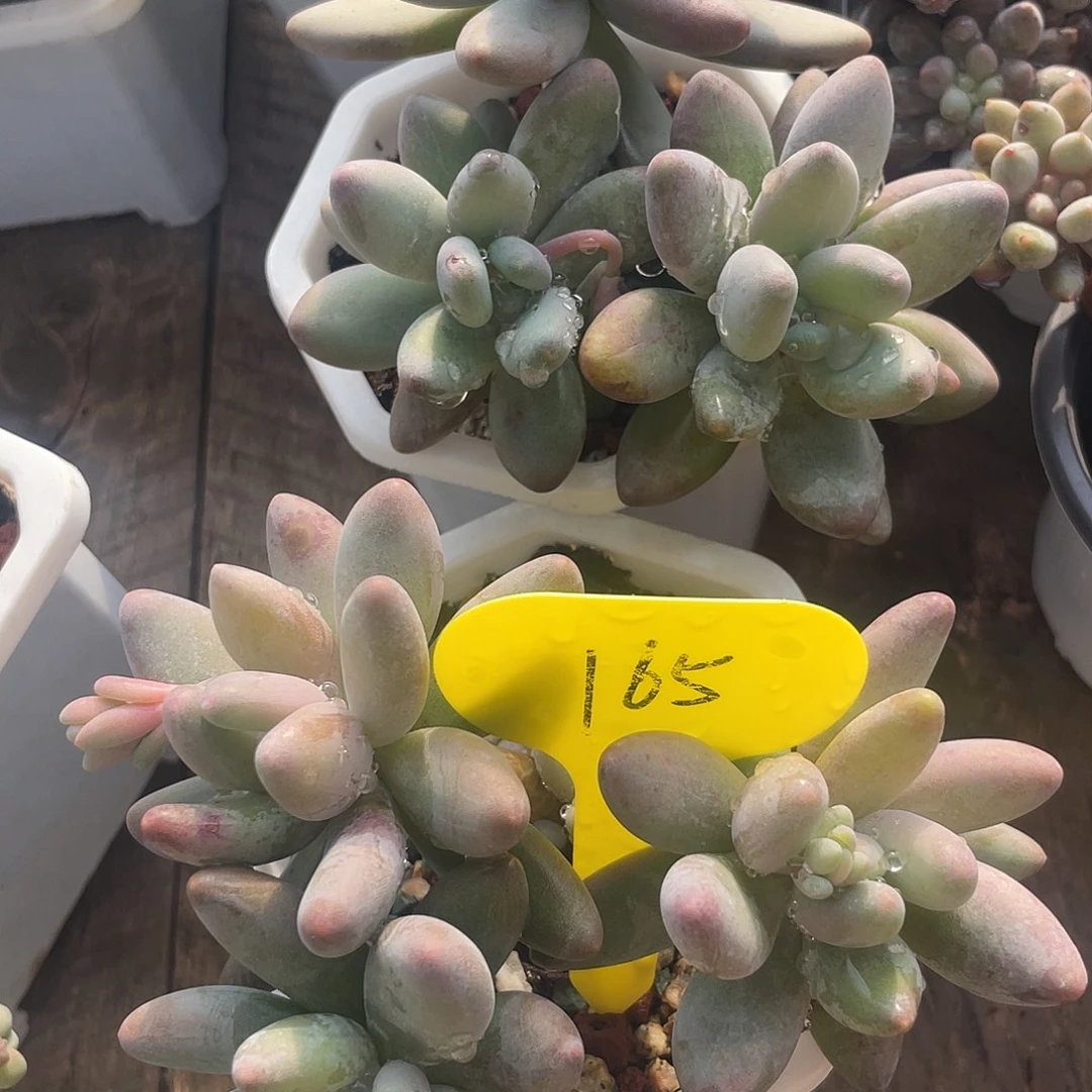 两盆白兰地多肉植物165